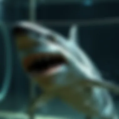 Magnificent Exploring Hungry Shark Evolution: A Deep Dive into the APK Experience