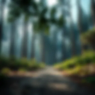 Notable Exploring Forest Focus for Productivity: A Comprehensive Look at Mod APKs Notable Exploring Forest Focus for Productivity: A Comprehensive Look at Mod APKs