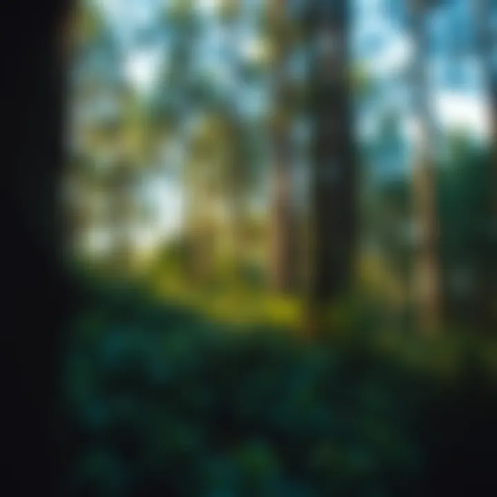 Exploring Forest Focus for Productivity: A Comprehensive Look at Mod APKs Summary