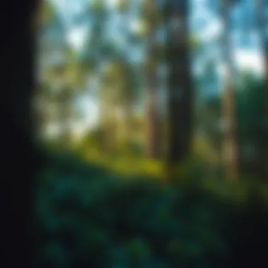 Exploring Forest Focus for Productivity: A Comprehensive Look at Mod APKs Summary Exploring Forest Focus for Productivity: A Comprehensive Look at Mod APKs Summary